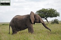 Elefant p grssavannen. (Serengeti National Park, Tanzania)