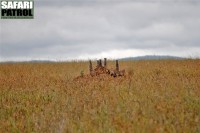 Zebramanguster p termitstack. (Serengeti National Park, Tanzania)