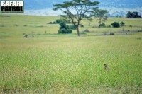 Savann med ronhund. (Serengeti National Park, Tanzania)