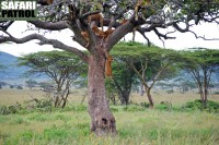 Lejonflock i korvtrd. (Sdra Serengeti National Park, Tanzania)