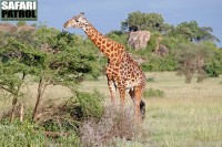 Giraff. (Moru Kopjes i sdra Serengeti National Park, Tanzania)