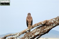 Ormrn. (Serengeti National Park, Tanzania)