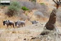 Termitstack och gnuer. (Tarangire National Park, Tanzania)