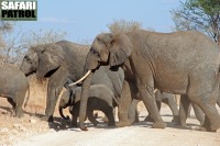 Elefanter p vgen. (Tarangire National Park, Tanzania)