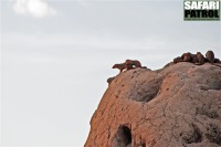 Dvrgmanguster p termitstack. (Tarangire National Park, Tanzania)
