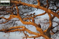 Kappgamar i kvllsljus. (Tarangire National Park, Tanzania)