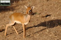 Dikdikantilop. (Tarangire National Park, Tanzania)