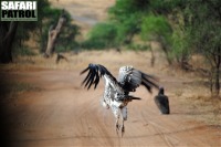 Rppelgam gr till vders. (Tarangire National Park, Tanzania)