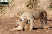 Unglejon. (Tarangire National Park, Tanzania)