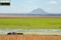 Silale swamp. I frgrunden flodhstar, gapnbbstorkar och ngon kohger. (Tarangire National Park, Tanzania)