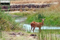 Rrbock. (Tarangire National Park, Tanzania)