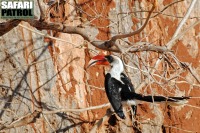 Deckentoko. (Tarangire National Park, Tanzania)