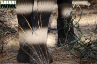 Elefant. (Tarangire National Park, Tanzania)