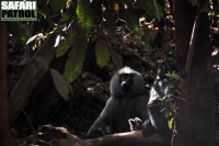 Babianer tar det lugnt. (Lake Manyara National Park, Tanzania)