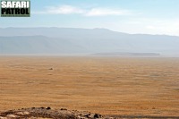 Vy ver kraterbottnen. (Ngorongorokratern, Tanzania)