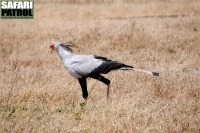 Sekreterarfgel. (Ngorongorokratern, Tanzania)