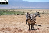 Zebror. I bakgrunden gnuer och ngon Grants gasell. (Ngorongorokratern, Tanzania)