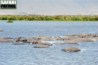 Flodhstar i Ngoitokitok springs. (Ngorongorokratern, Tanzania)