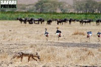 Guldschakal. I bakgrunden krontranor och gnuer. (Ngorongorokratern, Tanzania)