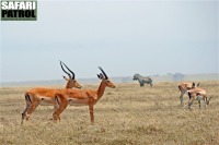 Ovanliga beskare p kortgrssltten: Impalaantiloper. I bakgrunden Grants gaseller och zebror. (Serengeti National Park, Tanzania)
