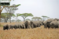 Elefanthjord i Seroneraomrdet. (Serengeti National Park, Tanzania)