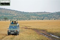 Ut p djurskdning. (Serengeti National Park, Tanzania)
