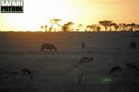 Kvllning. (Serengeti National Park, Tanzania)