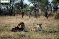 Lejonpar. (Serengeti National Park, Tanzania)