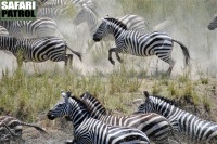 Zebror p flykt. (Serengeti National Park, Tanzania)