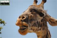 Portrtt av en giraff. (Serengeti National Park, Tanzania)