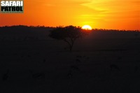 Thomsons gaseller i solnedgngen. (Serengeti National Park, Tanzania)