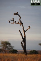 Gamtrd. (Tarangire National Park, Tanzania)