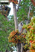 Grn markatta i faraofikontrd. (Lake Manyara National Park, Tanzania)