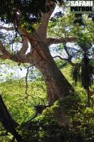 Grundvattenskog. (Lake Manyara National Park, Tanzania)