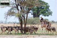 Strutsar. (Tarangire National Park, Tanzania)