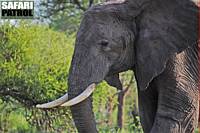 Elefant. (Tarangire National Park, Tanzania)