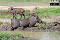 Vrtsvin gyttjebadar. (Tarangire National Park, Tanzania)