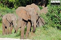 Elefanter. (Tarangire National Park, Tanzania)