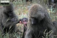 Babianer. (Tarangire National Park, Tanzania)