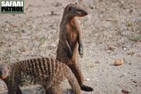 Zebramanguster. (Tarangire National Park, Tanzania)