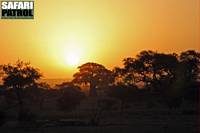 Kvllning i Tarangire. (Tarangire National Park, Tanzania)