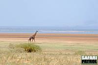 Giraff. I bakgrunden flamingor i sjn. (Lake Manyara National Park, Tanzania)