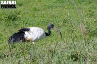 Helig ibis. (Ngorongorokratern, Tanzania)