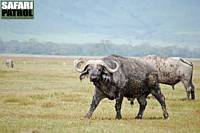 Afrikanska bufflar. I bakgrunden zebror och gaseller. (Ngorongorokratern, Tanzania)