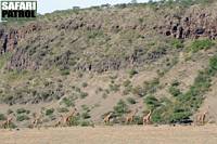 Giraffer p vandring. (Ngorongoro Conservation Area, Tanzania)