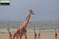 Giraffer p vandring. (Ngorongoro Conservation Area, Tanzania)