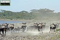 Gnuer vid Lake Masek. (Ngorongoro Conservation Area, Tanzania)