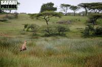 Gepardhona med ungar i vtmarkerna vid Lake Ndutu. (Ngorongoro Conservation Area, Tanzania)