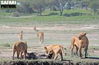 Lejon med nyflld gnu i vtmarkerna vid Lake Ndutu. (Ngorongoro Conservation Area, Tanzania)