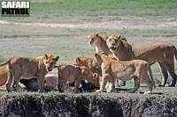 Lejon med nyflld gnu i vtmarkerna vid Lake Ndutu. (Ngorongoro Conservation Area, Tanzania)